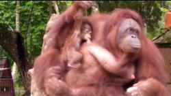  Lucunya Parti Kejora, Bayi Orang Utan yang Lahir di Taman Marga Satwa Banjarnegara