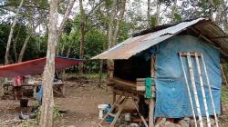 Pilu, Ayah di Mandailing Natal Besarkan 2 Anak di Gubuk Perkebunan Karet