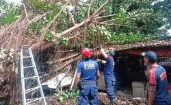  Pohon Tumbang Timpa Kios Jamu di Pasar Sorogenen Pekalongan, Pedagang Selamat