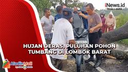 Puluhan Pohon Tumbang di Lombok Barat, 3 Pengendara Motor jadi Korban