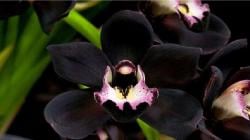 5 Tanaman Endemik Khas Kalimantan, Nomor 4 Dinobatkan Jadi Flora Kota Balikpapan<
