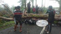Pengendara Motor Tewas Tertimpa Pohon Tumbang di Cikidang Sukabumi<