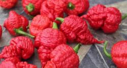 Fakta Menarik Pria Makan Cabai Terpedas di Dunia hingga Pecahkan Rekor, Hobinya Ngemil Cabai 