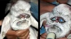  Unik, Anak Kambing Ini Matanya Sejajar seperti Manusia