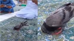 Video Viral Burung Merpati Sujud Bareng Jemaah Umrah, Wagub Sumut: Allahu Akbar<