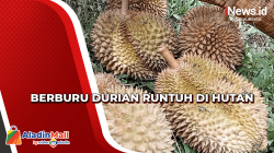 Keseruan Berburu Durian Jatuh di Hutan Kabupaten Pidie Jaya Aceh