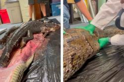  Mengerikan, Ular Piton Ini Bisa Telan Buaya Besar Secara Utuh 