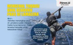 Infografis Tradisi Berburu Paus di Lamalera, Hanya Pakai Tombak 