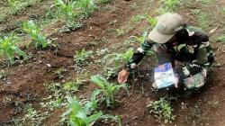 Satgas Citarum Harum Sulap Sungai Mati Jadi Lahan Produktif, Berkali-kali Panen