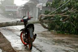 Angin Kencang Terjang Sampit, 4 Pohon Besar Tumbang<