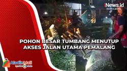 Hujan Deras, Pohon Besar Tumbang Menutup Akses Jalan Utama Pemalang