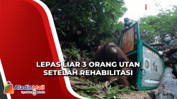 Kembali ke Hutan, Begini Momen Lepas Liar 3 Orang Utan di Katingan