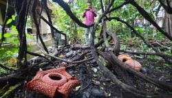 Bunga Rafflesia Arnoldii Mekar di Halaman Rumah Warga Agam