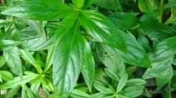 Berbagai Manfaat Daun Sambiloto untuk Wajah, Atasi Jerawat hingga Flek Hitam