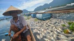 130 Ton Ikan di Keramba Jaring Apung Danau Maninjau Mati Mendadak, Ada Apa ?