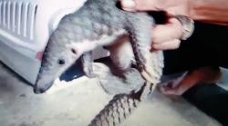 Warga Purbalingga Temukan Anak Trenggiling di Halaman Rumah, Diserahkan ke BKSDA