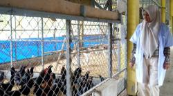 BPTP Gorontalo Kembangkan Jenis Ayam Kampung Umum Balitbangtan 2, Ini Kelebihannya