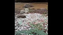 Cirebon Heboh, Limbah Medis Berserakan di Sungai, Ada Suntikan Bekas Masih Berdarah <