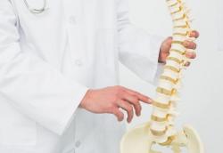 Rangka Aksial dan Apendikular, Ini Fungsi dan Tulang Penyusunnya