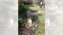 Ratusan Kerbau Mati Mendadak di Merangin, Diduga Terjangkit Penyakit Ngorok