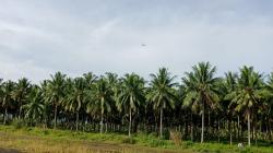 Sulawesi Utara Dikenal Daerah Nyiur Melambai, Ternyata Punya Perkebunan Kelapa yang Luas