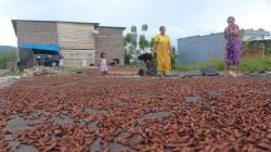 Cengkih Tembus Rp120.000 per Kg, Petani Cepat-Cepat Jual Mumpung Harga Tinggi