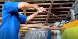 Mangsa 2 Ekor Ayam, Ular Piton Sepanjang 4 Meter Dievakuasi Petugas Damkar