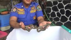 Belasan Anak Ular Berkeliaran di Permukiman Warga Trenggalek, Petugas Damkar Turun Tangan