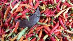 Harga Cabai di Pasar Sindangkasih Majalengka Naik, Paling Murah Rp50.000 Per Kilogram<