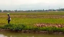  Angon Bebek di Sawah, Warga Pemalang Ini Sukses Raup Omzet Puluhan Juta Rupiah