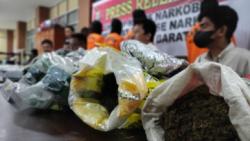 Polda Papua Barat Tangkap Pria Bawa 6,3 Kg Ganja di KM Sinabung