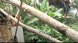  Puting Beliung Terjang Cilacap, 7 Rumah Rusak, Tempat Hajatan Pernikahan Porak-poranda