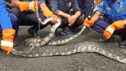 Ular Piton dengan Perut Membesar Ditemukan di Rumah Warga Jembrana, Mangsa Ternak Ayam