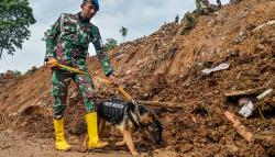 TNI Polri Kerahkan Anjing Pelacak Cari Korban Gempa Cianjur<