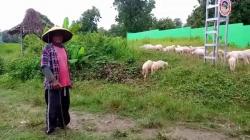 Kisah Mantan Tukang Ojek Sepeda di Jakarta Sukses Ternak Kambing di Pemalang