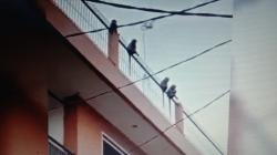 BMKG Respons Fenomena Monyet Turun ke Permukiman Kota Bandung, Ini Tanggapannya<