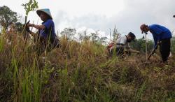 Selamatkan Lahan Kritis, Jateng Tanam Lebih dari 1 Juta Pohon