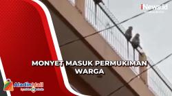 Geger Kawanan Monyet Liar Muncul di Permukiman Warga Bandung<