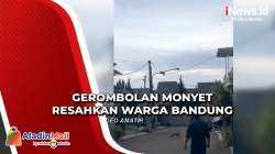 Warga Bandung Resah Kemunculan Gerombolan Monyet Liar Muncul