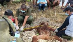 2 Orang Utan Masuk ke Permukiman Warga, Dievakuasi BKSDA Pangkalan Bun<
