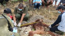 Masuk ke Permukiman, 2 Orang Utan Ditembak Bius Agar Bisa Dievakuasi