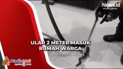 Proses Penangkapan Ular Sepanjang 2 Meter di Rumah Warga Jember Berlangsung Dramatis
