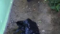 Geger Bayi Dibuang Dekat Sekolah di Sanggau, Terbungkus Kresek Hitam