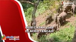 Gunakan Mercon, Warga Aceh Tengah Usir Kawanan Gajah Liar