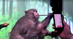 Elon Musk Berambisi Tanam Chip pada Otak Manusia