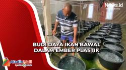 Kakek di Banjarnegara Sukses Budi Daya Ikan Bawal dalam Ember Plastik