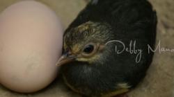 TNBNW di Gorontalo Punya 4 Lokasi Peneluran Burung Maleo