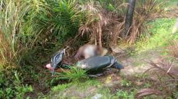 Petani di Rohil Tewas usai Tabrak Tiang Listrik, Kepala Sobek