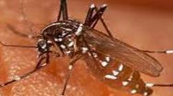 DBD Mengancam, 2 Orang Meninggal Dunia di Pulau Sebatik