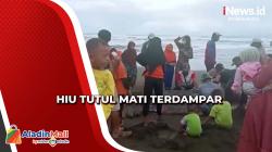 Warga Evakuasi 2 Hiu Tutul Mati Terdampar di Cilacap